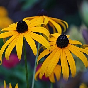 Rudbekia žiarivá - Rudbeckia ´GOLDSTURM´, kont. C1L